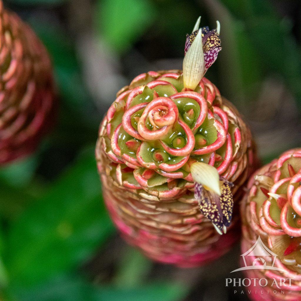 Red Maraca Plant, Costa Rica Photo Art Pavilion